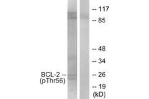 Western blot analysis of extracts from K562 cells treated with H2O2 100uM 30', using BCL-2 (Phospho-Thr56) Antibody. (Bcl-2 antibody  (pThr56))