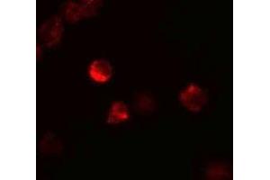 Immunofluorescence (IF) image for anti-Leukemia Inhibitory Factor (LIF) (Middle Region) antibody (ABIN1030986) (LIF antibody  (Middle Region))