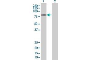 Western Blot analysis of ZBTB22 expression in transfected 293T cell line by ZBTB22 MaxPab polyclonal antibody. (ZBTB22 antibody  (AA 1-634))