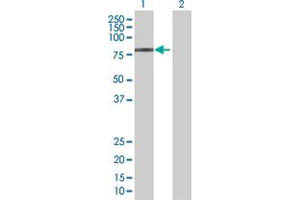 ZBTB22 antibody  (AA 1-634)