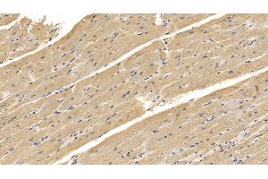Detection of RNLS in Human Cardiac Muscle Tissue using Monoclonal Antibody to Renalase (RNLS) (RNLS antibody  (AA 18-342))