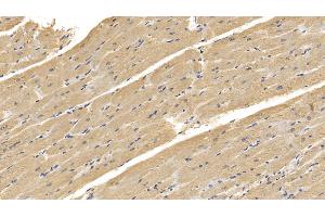 Detection of RNLS in Human Cardiac Muscle Tissue using Monoclonal Antibody to Renalase (RNLS) (RNLS antibody  (AA 18-342))