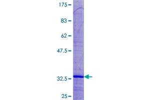 SDS-PAGE (SDS) image for Mitochondrial Ribosomal Protein L33 (MRPL33) (AA 1-65) protein (GST tag) (ABIN1788874) (MRPL33 Protein (AA 1-65) (GST tag))