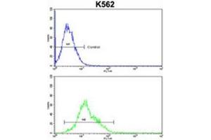AMPD2 Antibody (Center) flow cytometric analysis of k562 cells (bottom histogram) compared to a negative control cell (top histogram). (AMPD2 antibody  (Middle Region))