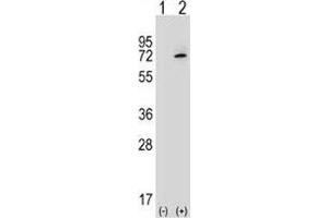 Western Blotting (WB) image for anti-X-Ray Repair Complementing Defective Repair in Chinese Hamster Cells 6 (XRCC6) (AA 521-548) antibody (ABIN3029655)