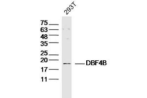 293T lysates probed with DBF4B Polyclonal Antibody, Unconjugated  at 1:300 dilution and 4˚C overnight incubation.