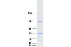 Validation with Western Blot (FAM9C Protein (Myc-DYKDDDDK Tag))