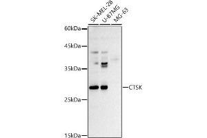 Western blot analysis of extracts of various cell lines, using CTSK antibody (ABIN3022538, ABIN3022539, ABIN3022540 and ABIN6218889) at 1:500 dilution. (Cathepsin K antibody  (AA 115-329))