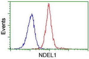 Image no. 1 for anti-NudE Nuclear Distribution E Homolog (A. Nidulans)-Like 1 (NDEL1) antibody (ABIN1499854)