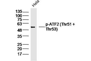Hela lysates probed with p-ATF2 (Thr51 + Thr53) Polyclonal Antibody, Unconjugated  at 1:300 dilution and 4˚C overnight incubation. (ATF2 antibody  (pThr51, pThr53))