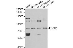 Western blot analysis of extracts of various cell lines, using ERCC3 antibody. (ERCC3 antibody)