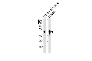 Western blot analysis of lysates from human skeletal muscle and heart tissue lysates (from left to right), using CKMT2 Antibody  (ABIN391094 and ABIN2841233). (CKMT2 antibody  (C-Term))