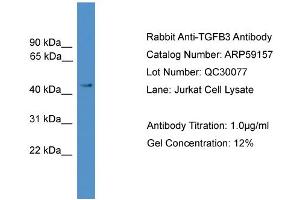 WB Suggested Anti-TGFB3  Antibody Titration: 0. (TGFB3 antibody  (Middle Region))