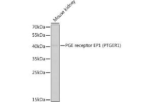 Western blot analysis of extracts of mouse kidney, using PGE receptor EP1 (PGE receptor EP1 (PTGER1)) antibody (ABIN6134824, ABIN6146400, ABIN6146402 and ABIN6219909) at 1:400 dilution.