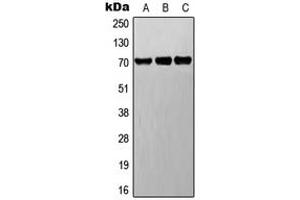 Western blot analysis of BET expression in A549 (A), Raw264. (DNER antibody  (C-Term))