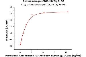 Immobilized Rhesus macaque CTGF, His Tag (ABIN6973039) at 1 μg/mL (100 μL/well) can bind Monoclonal A CTGF Antibody, Human IgG1 with a linear range of 0.