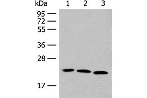 Western blot analysis of A549 HUVEC and 231 cell lysates using FGF10 Polyclonal Antibody at dilution of 1:200 (FGF10 antibody)