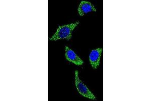 Immunofluorescence (IF) image for anti-Tumor Necrosis Factor Receptor Superfamily, Member 1A (TNFRSF1A) (AA 24-52), (N-Term) antibody (ABIN951180)