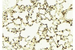 ABIN6276331 at 1/100 staining Mouse lung tissue by IHC-P. (NAMPT antibody  (C-Term))