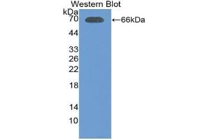 Detection of Recombinant LTF, Porcine using Polyclonal Antibody to Lactoferrin (LTF) (Lactoferrin antibody  (AA 25-348))