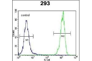 OR10H1 Antibody (C-term) (ABIN654815 and ABIN2844488) flow cytometric analysis of 293 cells (right histogram) compared to a negative control cell (left histogram). (OR10H1 antibody  (C-Term))