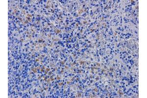 Immunohistochemical staining of rat spleen tissue using anti-CD11a antibody hu1124 (Efalizumab). (Recombinant ITGAL (Efalizumab Biosimilar) antibody)