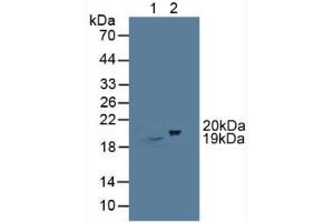 Figure. (CIRBP antibody  (AA 1-172))