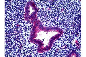 Anti-CLCN2 antibody IHC of human uterus. (CLCN2 antibody  (AA 738-751))