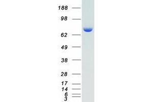 Western Blotting (WB) image for Ribosomal Protein S6 Kinase, 90kDa, Polypeptide 1 (RPS6KA1) (Transcript Variant 1) protein (Myc-DYKDDDDK Tag) (ABIN2731173)