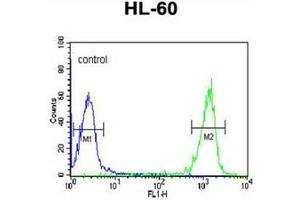 Flow cytometric analysis of HL-60 cells using PATL1 Antibody (C-term) Cat. (PATL1 antibody  (C-Term))