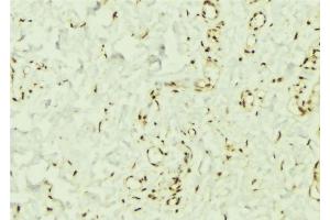 ABIN6269332 at 1/100 staining Mouse muscle tissue by IHC-P. (PTPN11 antibody  (C-Term))