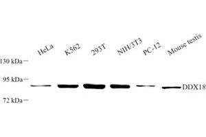 Western blot analysis of DDX18 (ABIN7073695) at dilution of 1: 500 (DDX18 antibody)