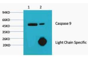 Immunoprecipitation (IP) analysis: 1) Input: Hela Cell Lysate 2) IP product: IP dilute 1:200 (Caspase 9 antibody)