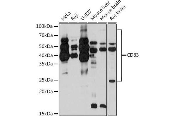 CD83 anticorps