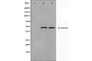 Western blot analysis on NIH-3T3 and HeLa cell lysate using GALK1 Antibody,The lane on the left is treated with the antigen-specific peptide.