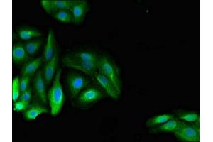 Immunofluorescent analysis of HepG2 cells using ABIN7150681 at dilution of 1:100 and Alexa Fluor 488-congugated AffiniPure Goat Anti-Rabbit IgG(H+L) (PDE11A antibody  (AA 42-190))