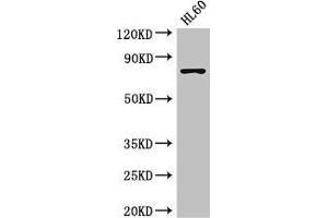 Western Blot Positive WB detected in: HL60 whole cell lysate All lanes: RARS antibody at 3. (RARS antibody  (AA 201-500))