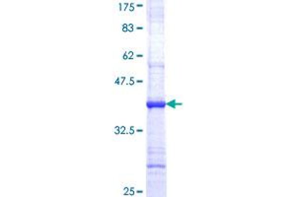 ADAM30 Protein (AA 199-298) (GST tag)