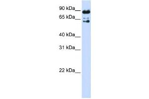Western Blotting (WB) image for anti-Peptidylprolyl Isomerase Domain and WD Repeat Containing 1 (PPWD1) antibody (ABIN2459866) (PPWD1 antibody)