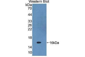 Western blot analysis of the recombinant protein. (PKIG antibody  (AA 1-76))