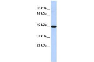 NMBR antibody used at 1 ug/ml to detect target protein.