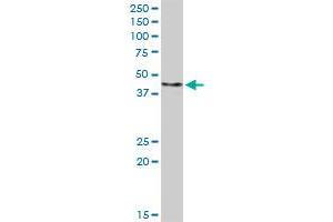 FBXO4 MaxPab rabbit polyclonal antibody. (FBXO4 antibody  (AA 1-387))