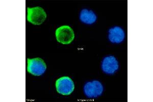 Immunofluorescence staining of fixed Jurkat cells with anti-CD1a antibody CBT6. (Recombinant CD1a antibody)