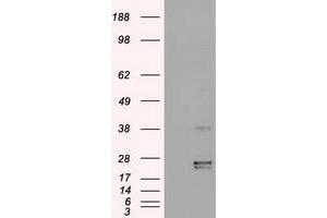 Western Blotting (WB) image for anti-Oncostatin M (OSM) (AA 25-252) antibody (ABIN1491278) (Oncostatin M antibody  (AA 25-252))