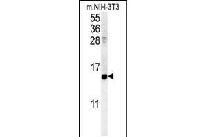Western blot analysis in mouse NIH-3T3 cell line lysates (35ug/lane). (CRABP1 antibody  (C-Term))