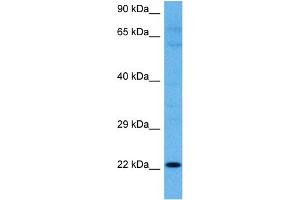 KRTAP27-1 抗体  (N-Term)