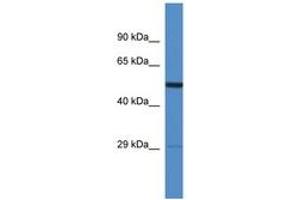 Image no. 1 for anti-Adhesion Molecule with Ig-Like Domain 2 (AMIGO2) (AA 290-339) antibody (ABIN6746424) (AMIGO2 antibody  (AA 290-339))