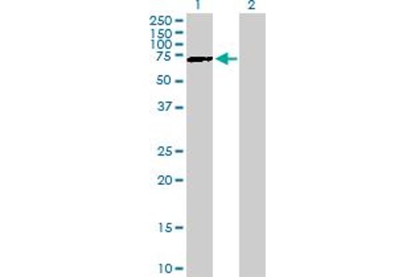 GATAD2B antibody  (AA 1-593)