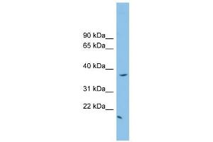 FKBPL antibody used at 1 ug/ml to detect target protein. (FKBPL antibody  (N-Term))