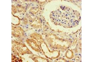 Immunohistochemistry of paraffin-embedded human kidney tissue using ABIN7151766 at dilution of 1:100 (ECEL1 antibody  (AA 425-775))